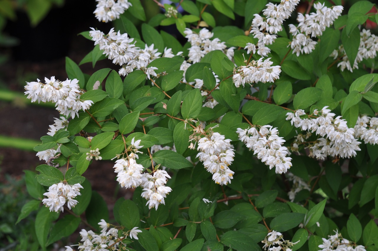 Deutzia gracilis